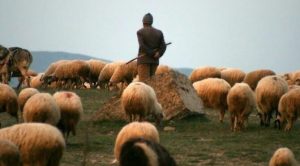 'Afgan çoban' ilanı veren şahıs gözaltına alındı