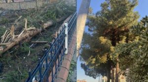 AKP'li belediyeden ağaç katliamı