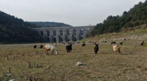 Alibeyköy Barajı'nda balıklar yüzüyordu, artık keçiler otluyor