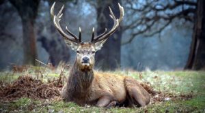 Kızıl geyik avı ihalesine yürütmeyi durdurma kararı