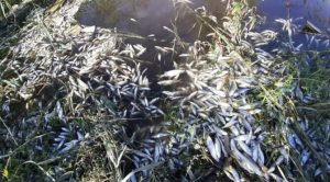 Menderes’te balıklar ölmeye başladı