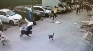 Sultangazi'de ilginç olay: Kediden kaçan köpek çarptığı kadını düşürdü