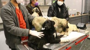 Can çekişirken bulunan 9 köpekten 4'ü öldü