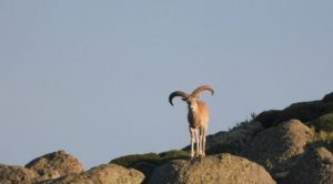 Yaban koyunu ve yaban keçisi av ihalesi iptal